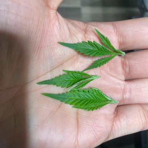 Tripie4 growlog timeline photo
