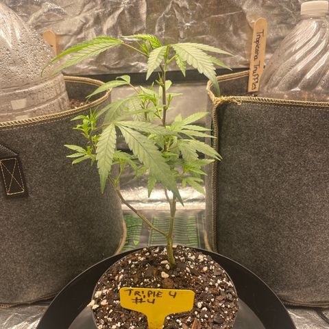 Tripie4 growlog timeline photo