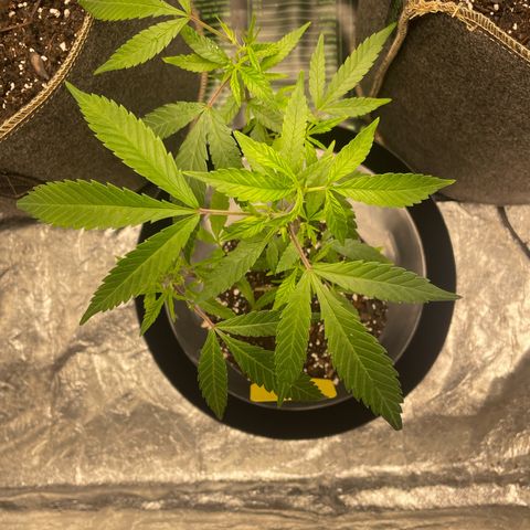 Tripie4 growlog timeline photo