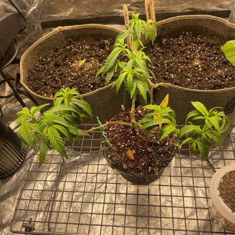 Tripie4 growlog timeline photo