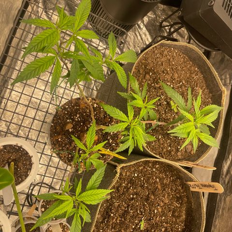 Tripie4 growlog timeline photo