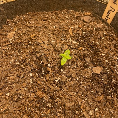  Amethyst  Runtz growlog timeline photo