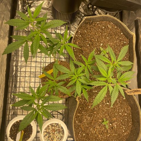 Tripie4 growlog timeline photo