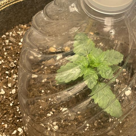  Amethyst  Runtz growlog timeline photo
