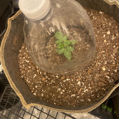  Tropicana Truffles  growlog timeline photo
