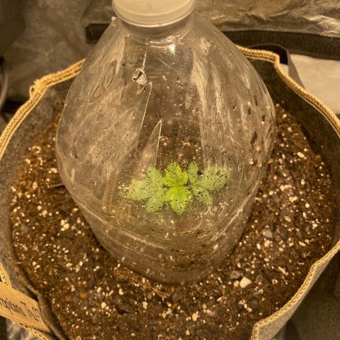  Tropicana Truffles  growlog timeline photo