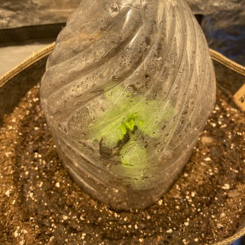  Amethyst  Runtz growlog timeline photo