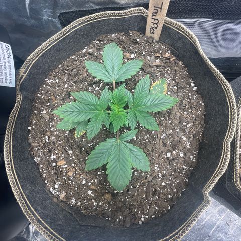  Tropicana Truffles  growlog timeline photo