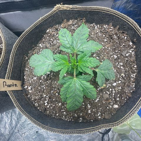  Amethyst  Runtz growlog timeline photo