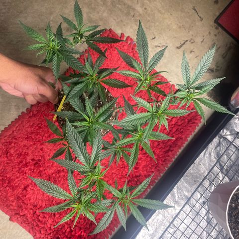 Tripie4 growlog timeline photo