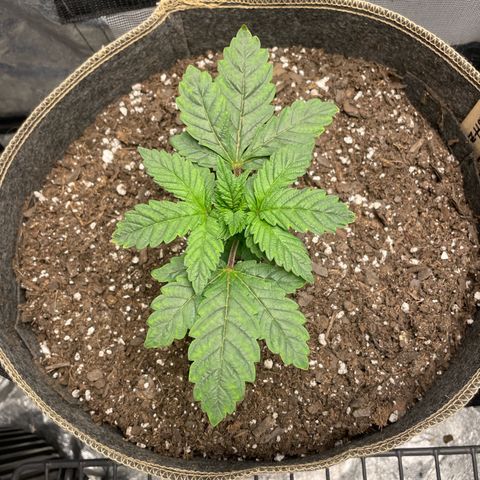  Amethyst  Runtz growlog timeline photo
