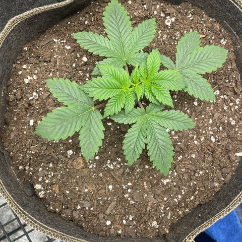  Tropicana Truffles  growlog timeline photo