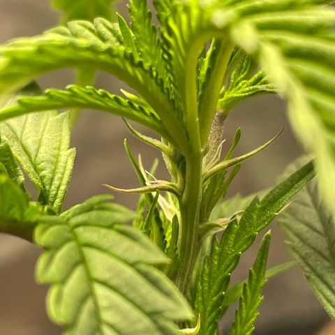 Code Red#2 growlog timeline photo