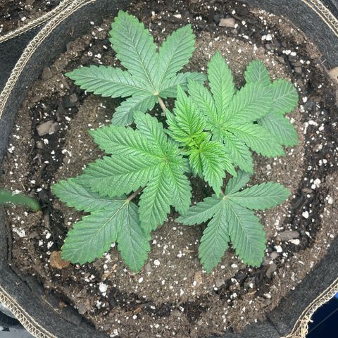 Tropicana Truffles  growlog timeline photo