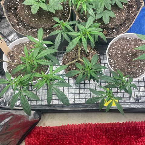 Tripie4 growlog timeline photo