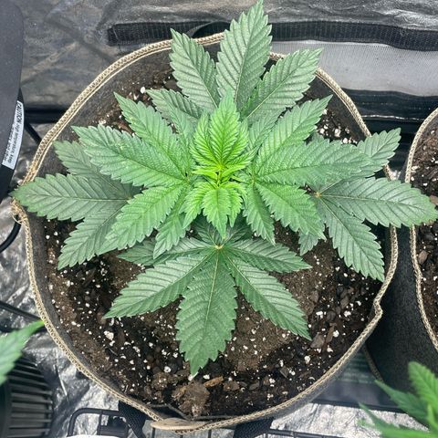  Tropicana Truffles  growlog timeline photo