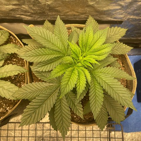  Tropicana Truffles  growlog timeline photo