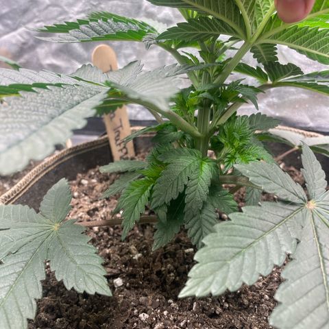  Tropicana Truffles  growlog timeline photo