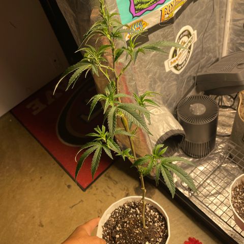 Code Red#2 growlog timeline photo
