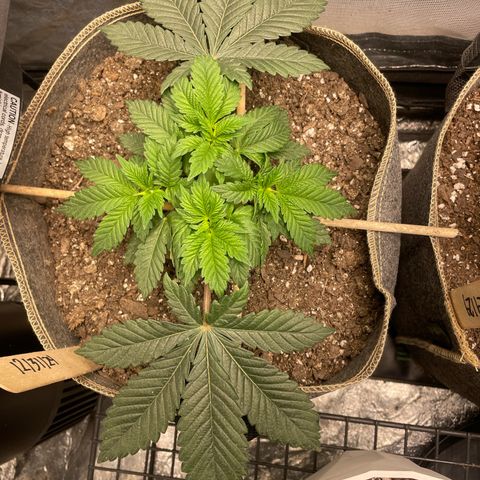  Tropicana Truffles  growlog timeline photo