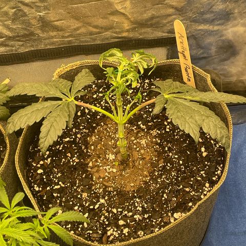  Amethyst  Runtz growlog timeline photo
