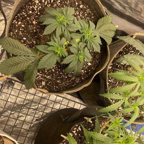  Tropicana Truffles  growlog timeline photo