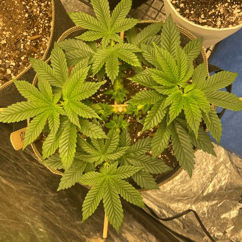  Tropicana Truffles  growlog timeline photo