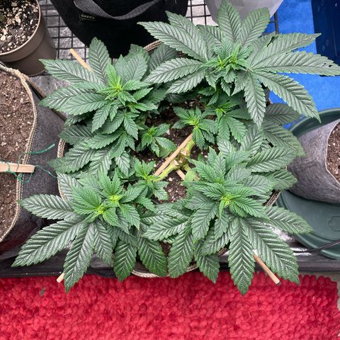  Tropicana Truffles  growlog timeline photo