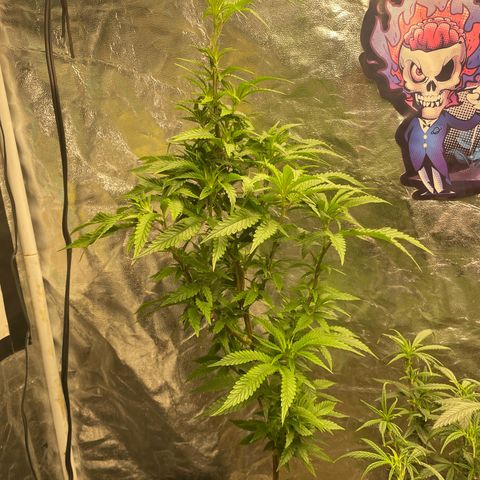 Code Red#2 growlog timeline photo