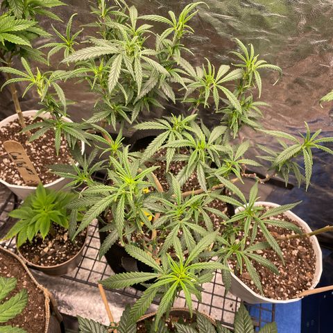 Tripie4 growlog timeline photo