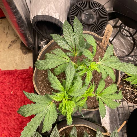  Amethyst  Runtz growlog timeline photo