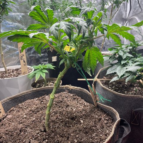  Amethyst  Runtz growlog timeline photo