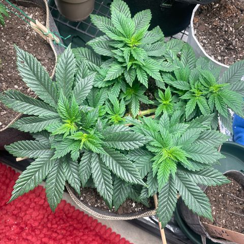  Tropicana Truffles  growlog timeline photo