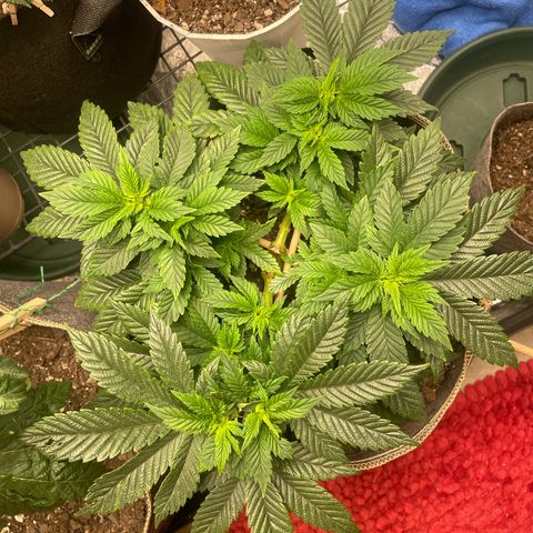  Tropicana Truffles  growlog timeline photo