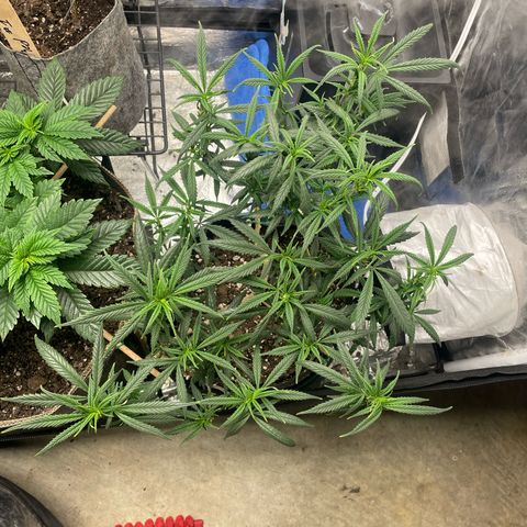 Tripie4 growlog timeline photo