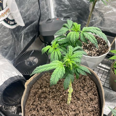  Amethyst  Runtz growlog timeline photo