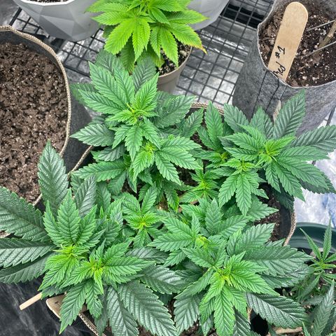  Tropicana Truffles  growlog photo: Both plants in the picture are the same strain. 
