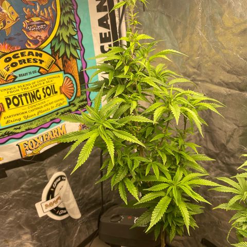 Code Red#2 growlog timeline photo