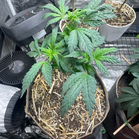  Amethyst  Runtz growlog timeline photo