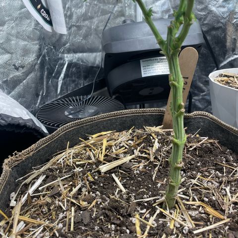  Amethyst  Runtz growlog timeline photo