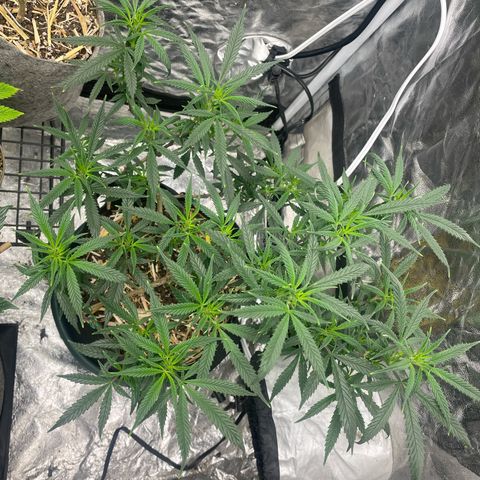 Tripie4 growlog timeline photo