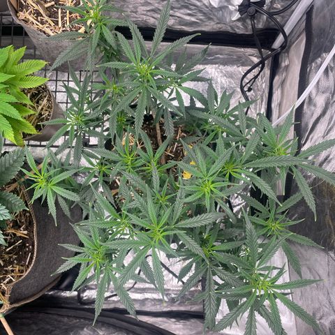 Tripie4 growlog timeline photo