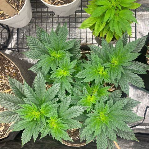  Tropicana Truffles  growlog photo: The extra small plant was the original top head to the manifolds plant. 
