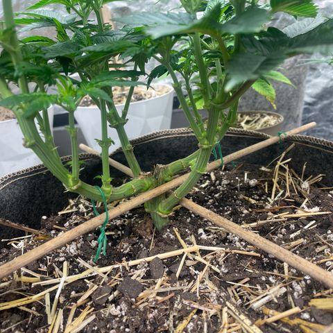  Tropicana Truffles  growlog photo: The extra small plant was the original top head to the manifolds plant. 