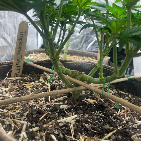  Tropicana Truffles  growlog photo: The extra small plant was the original top head to the manifolds plant. 