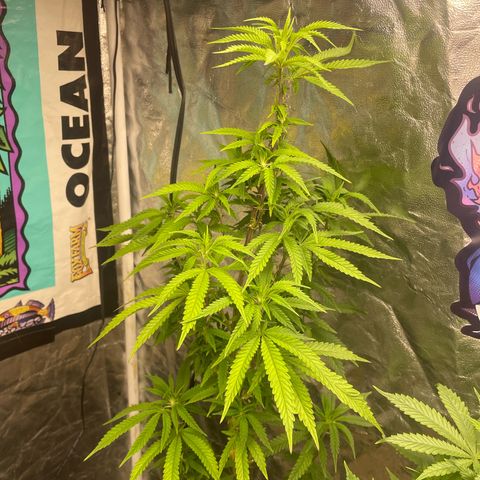 Code Red#2 growlog timeline photo