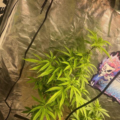 Code Red#2 growlog timeline photo