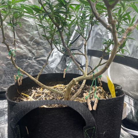 Tripie4 growlog timeline photo