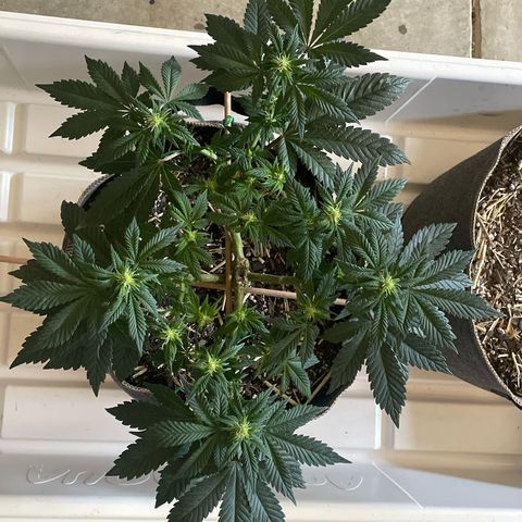  Tropicana Truffles  growlog timeline photo