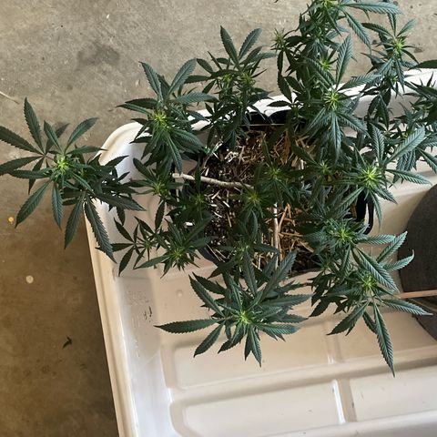 Tripie4 growlog timeline photo